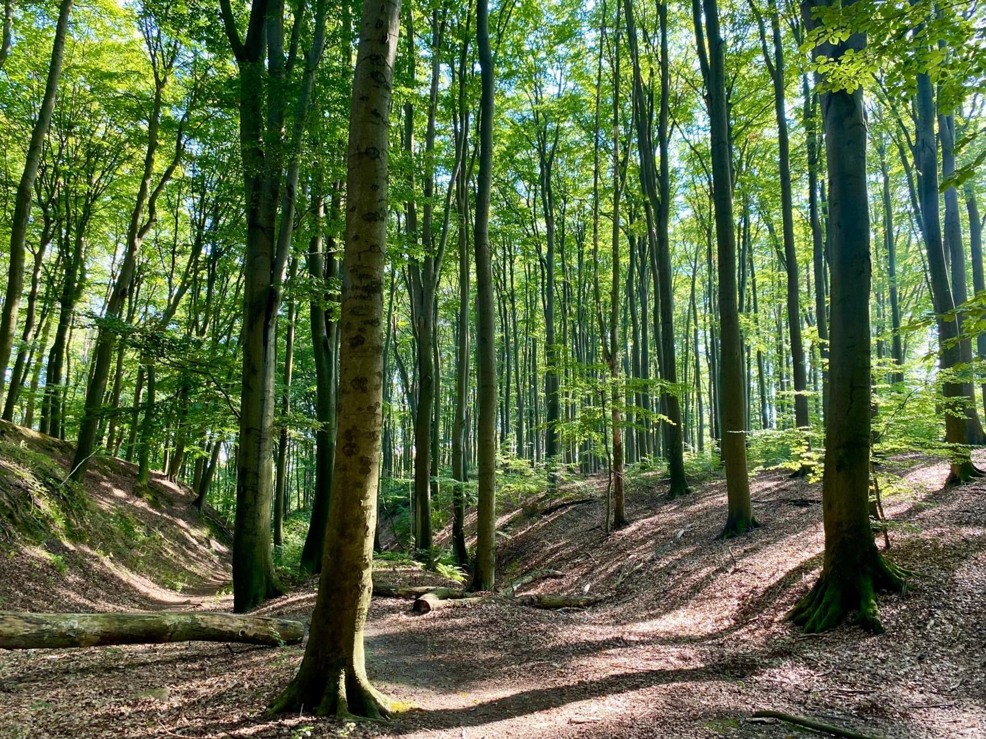 Zielone Okiennice Lagow Esterno foto